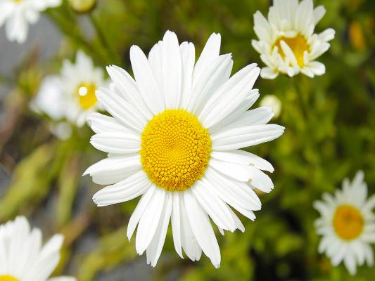 Großbl. Margerite Leucanthemum - x superbum Gruppenstolz