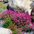 Grasnelke Armeria  - maritima Splendens