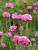 Grasnelke Armeria  - maritima Splendens