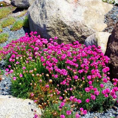 Grasnelke Armeria  - maritima Splendens