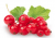 Rote Johannisbeere Jonkheer van Tets Ribes rubrum