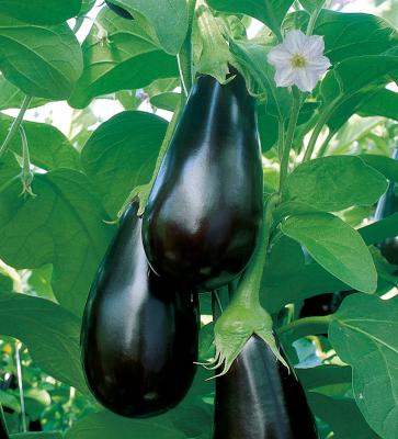 Aubergine 'Madonna, veredelt' im 12 cm Topf