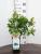 Heidelbeere Brigitta Blue Vaccinium corymbosum
