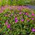 Storchenschnabe Geranium - sanguineum 'Elsbeth'