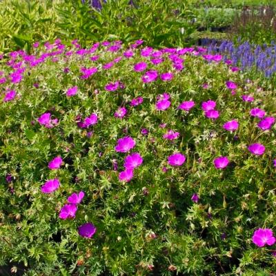 Storchenschnabe Geranium - sanguineum 'Elsbeth'