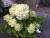 Rispenhortensie 'Limelight' - Hydrangea paniculata