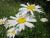 Großbl. Margerite Leucanthemum - vulgare 'Maikönigin'