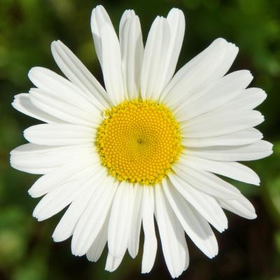 Großbl. Margerite Leucanthemum - vulgare 'Maikönigin'