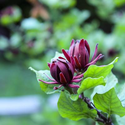 Gewürzstrauch - Calycanthus floridus 'Aphrodite' 100 - 125 cm