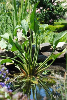 gemeiner Froschlöffel Alisma plantago-aquatica