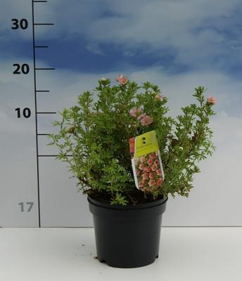 Fingerstrauch Potentilla 'Lovely Pink' ® XL