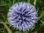 Kugeldistel Echinops - ritro