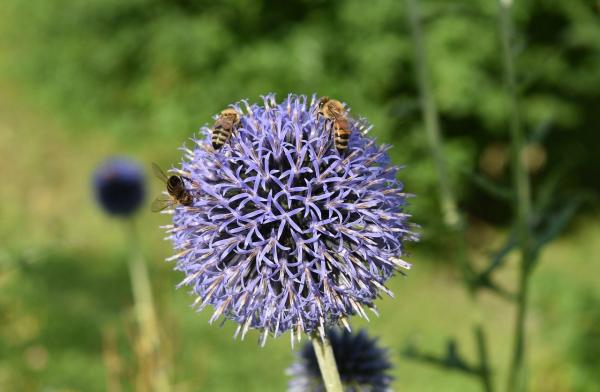 Kugeldistel Echinops - ritro