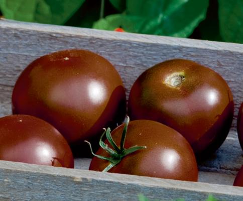 Schokoladen-Tomate Starlias® Choco Kakao veredelt' im 12 cm Topf F1