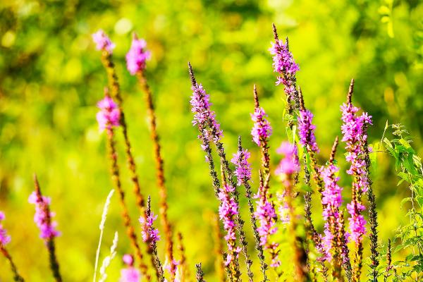 Ehrenpreis Veronica  - spicata 'Rotfuchs'