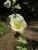 Stockrose gelb Alcea Rosea 19 cm Topf