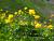 Dotterblume Trollius  - europaeus (giftige Pflanze)