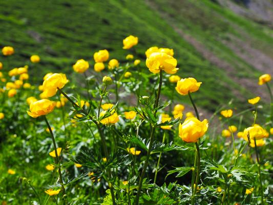 Dotterblume Trollius  - europaeus (giftige Pflanze)