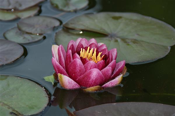 Seerose rot Nymphaea "James Brydon"