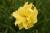 Taglilie Hemerocallis - x cultorum 'Double River Wye'