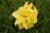 Taglilie Hemerocallis - x cultorum Double River Wye