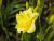 Taglilie Hemerocallis - x cultorum Double River Wye