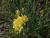 Taglilie Hemerocallis - x cultorum 'Double River Wye'