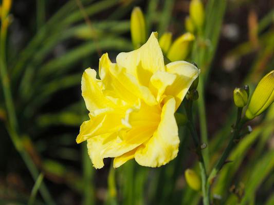 Taglilie Hemerocallis - x cultorum Double River Wye