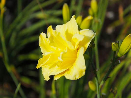 Taglilie Hemerocallis - x cultorum 'Double River Wye'