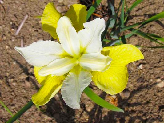 Schwertlilie Iris - sibirica 'Butter and Suggar'