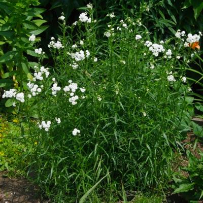 Sumpfschafgarbe Achillea ptarmica