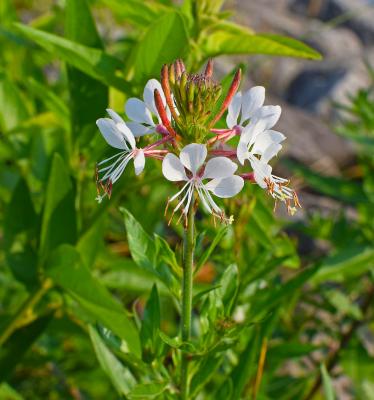 Prachtkerze Gaura - lindheimeri weiß