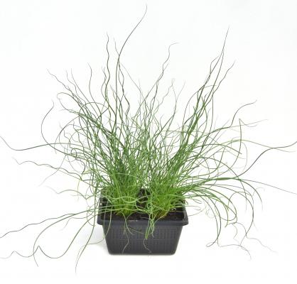 Teichkorb Juncus Spiralis