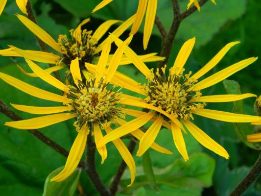 Kreuzkraut Ligularia  - dentata 'Othello'