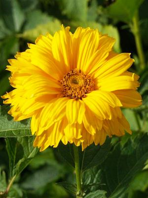 Sonnenauge Heliopsis  - heli. var. scabra 'Sommersonne'