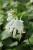 Funkie Hosta  - plantaginea Royal Standard