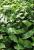 Funkie Hosta  - plantaginea Royal Standard