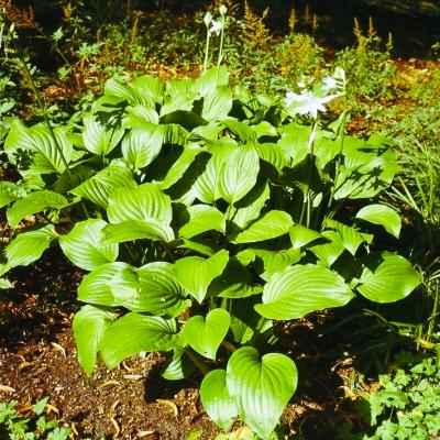 Funkie Hosta  - plantaginea 'Royal Standard'