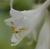 Funkie Hosta - sieboldiana 'Elegans'