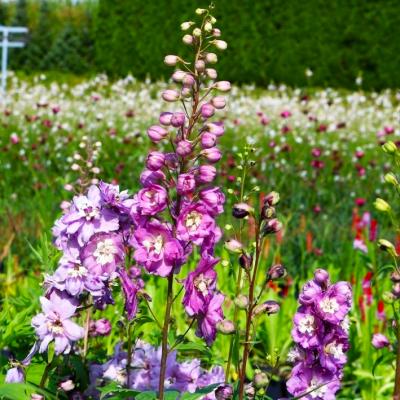 Rittersporn Delphinium  - Pacific 'Astolat'