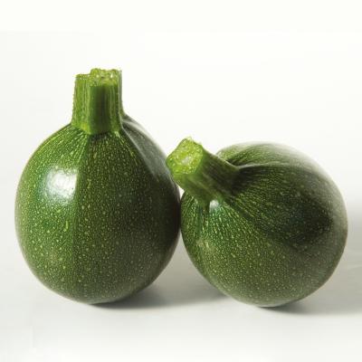 Runde Zucchini F1 'Satelite' im 11 cm Topf