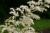 Kastanienblättriges Schaublatt Rodgersia  - aesculifolia