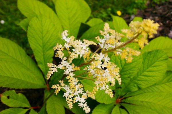 Kastanienblättriges Schaublatt Rodgersia  - aesculifolia