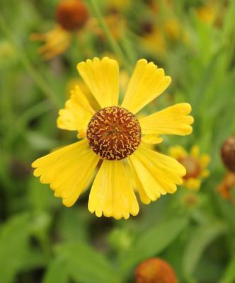 Sonnenbraut Helenium - x cult. 'Wesergold'