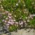 Kriechendes Schleierkraut Gypsophila - repens 'Rosea'