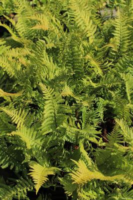 Heimischer Goldschuppen-Farn - Dryopteris affinis