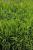 Chasmanthium ( Plattährengras ) - latifolium