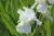 Schwertlilie Iris - x barbata-elatior 'Immortality'