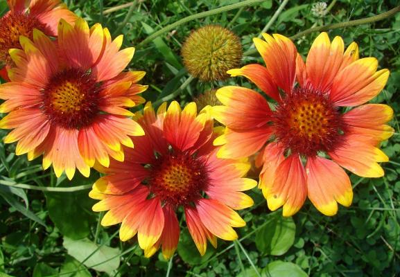 Kokardenblume Gaillardia - x grandiflora 'Bijou'