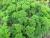Petersilie - Petroselinum crispum